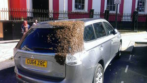 20.000 abejas persiguieron un coche