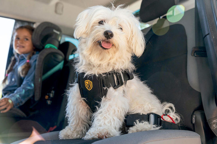 ¿Como deben viajar los perros en el coche?